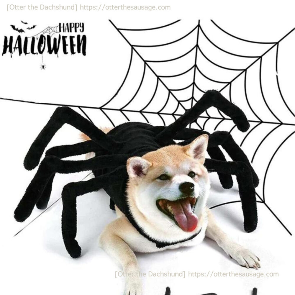 photo_犬ブログ_shein_dog-halloween-costumeシーイン犬のハロウィンコスチューム_2023_ハロウィンペットコスチューム スパイダー ドッグ猫用 可愛い&ホラー コスプレ